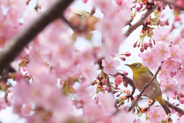 スマホで桜を撮影する方法